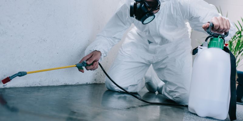 Como é feita a dedetização de baratas em Diadema